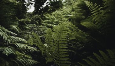 can ground cover grow in mulch