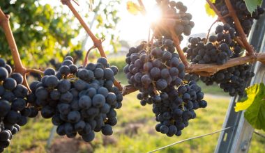 how to make a wreath with grape vines