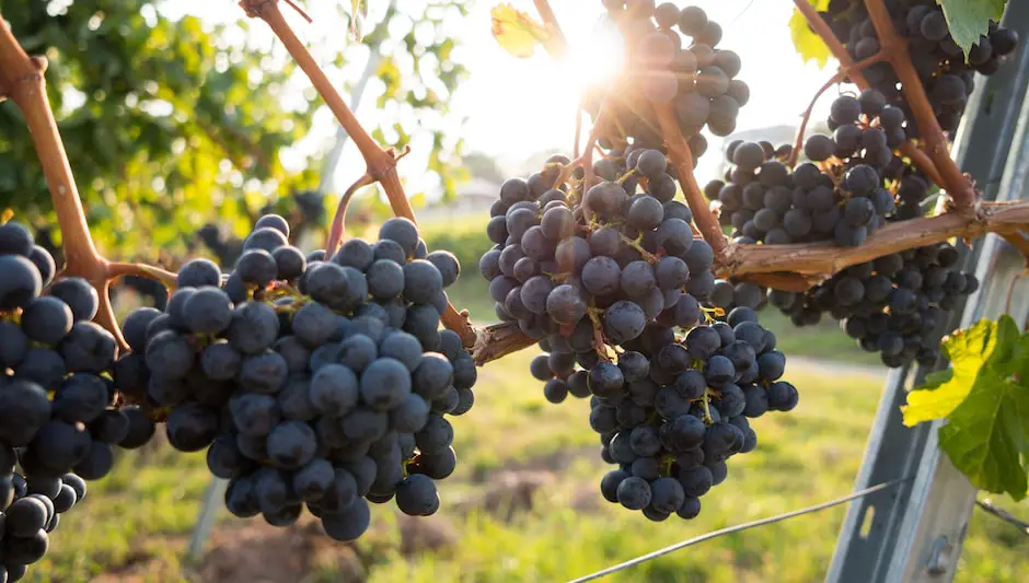 how to make a wreath with grape vines