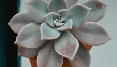 how to keep succulents from growing tall