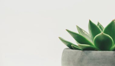 how often do you water a cactus in a pot