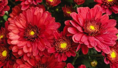 are purple mums perennials