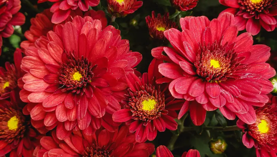 are purple mums perennials