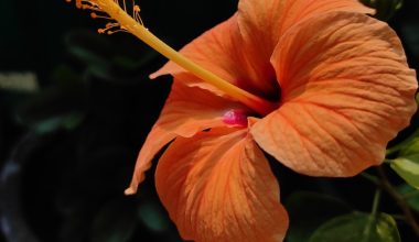 is a hibiscus an annual or perennial