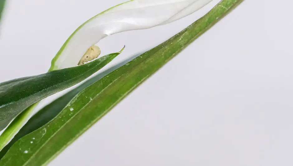 how to treat aphids on houseplants