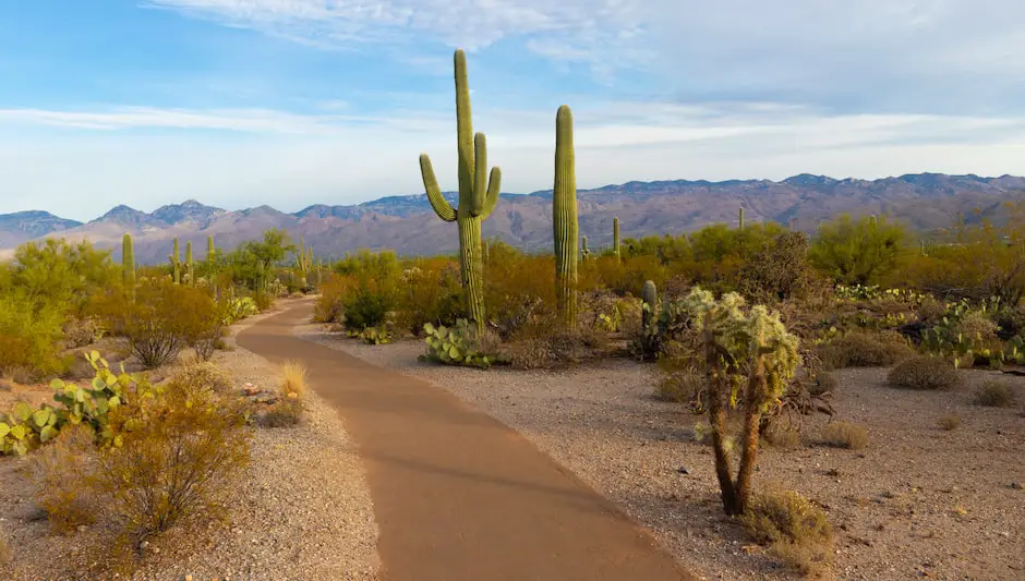 where to see cactus in sedona