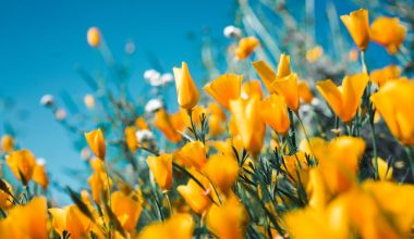 how to hand pollinate vanilla bean flowers