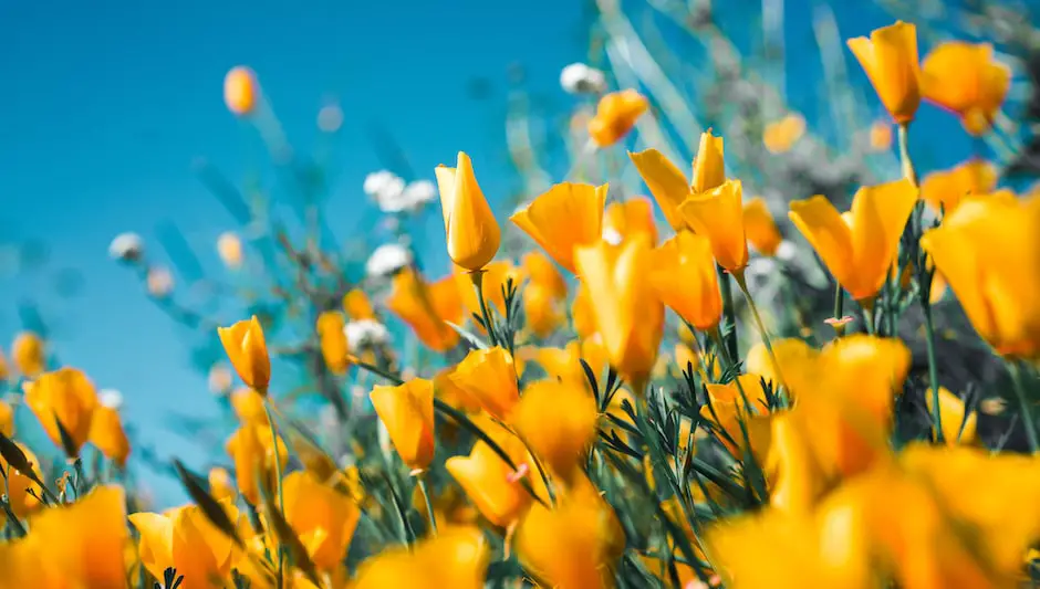 how to hand pollinate vanilla bean flowers