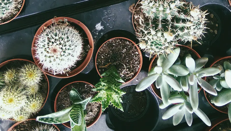 how to get cactus needles out of your hand