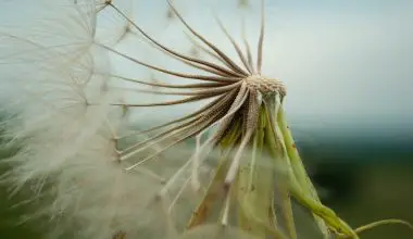 do air plants die after blooming