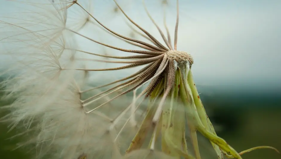 do air plants die after blooming