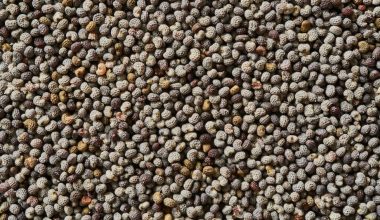 how to grow mustard seed sprouts