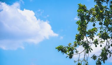 are avocado trees self pollinating