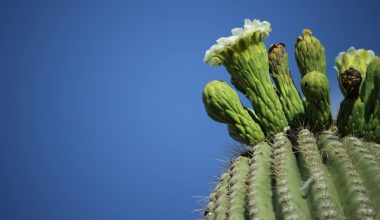 are saguaro cactus only in arizona