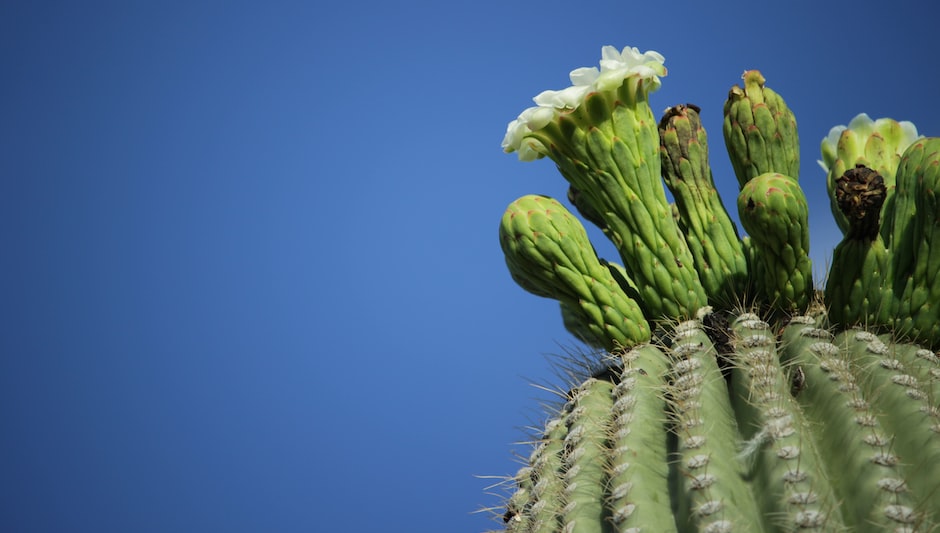 are saguaro cactus only in arizona