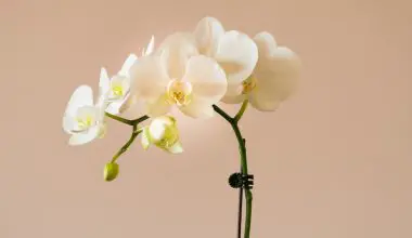 when to cut orchid roots