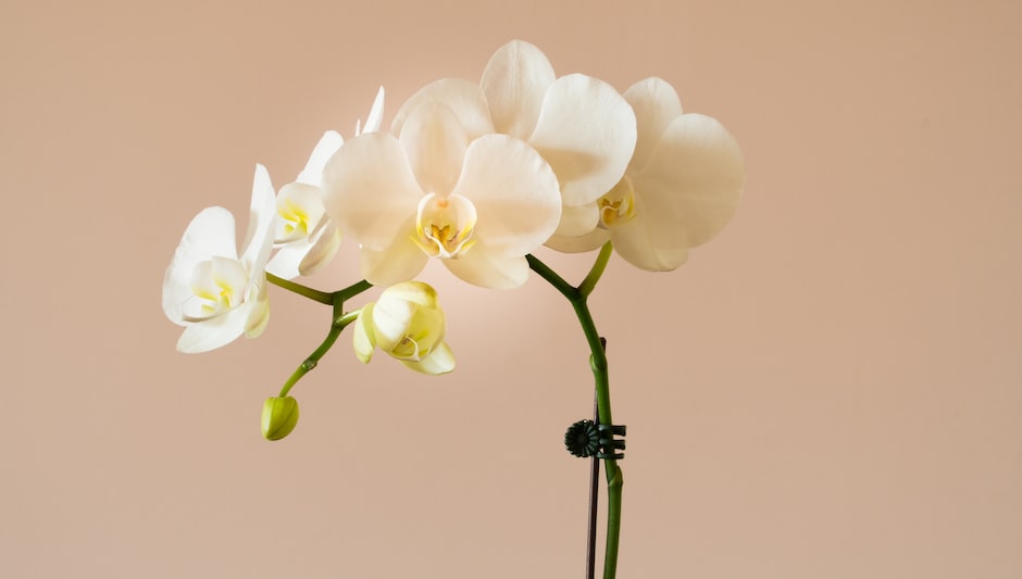 when to cut orchid roots