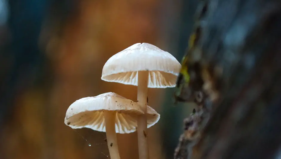 do mushrooms grow on trees