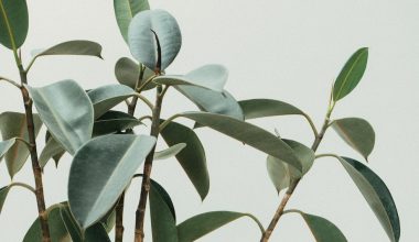 why are the leaves on my daphne plant going yellow