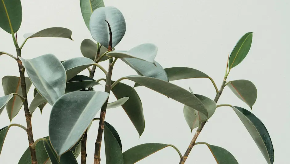 why are the leaves on my daphne plant going yellow