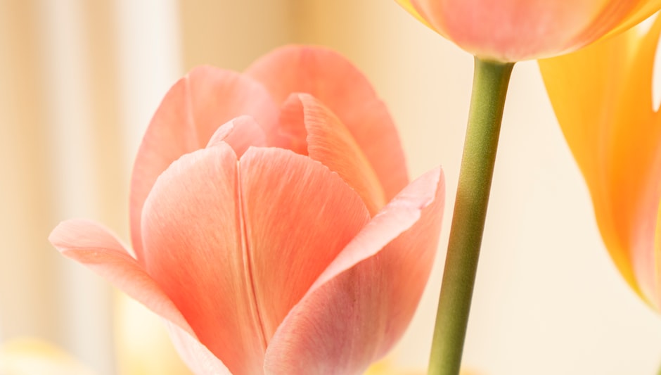 when to plant tulip bulbs in zone 7