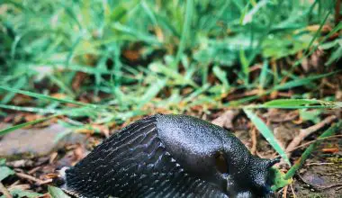 how to keep slugs out your garden