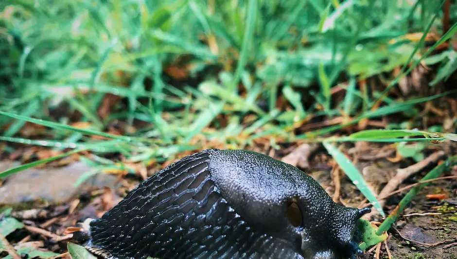how to keep slugs out your garden