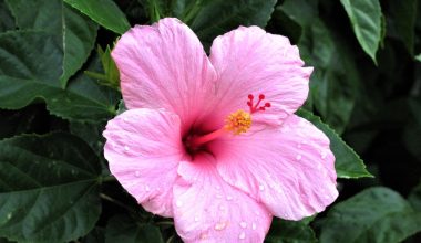 do hibiscus like acidic soil