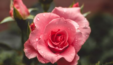 when to prune roses in arizona