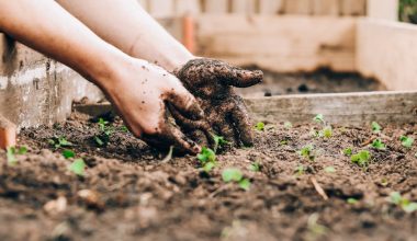 what is the difference between potting soil and garden soil