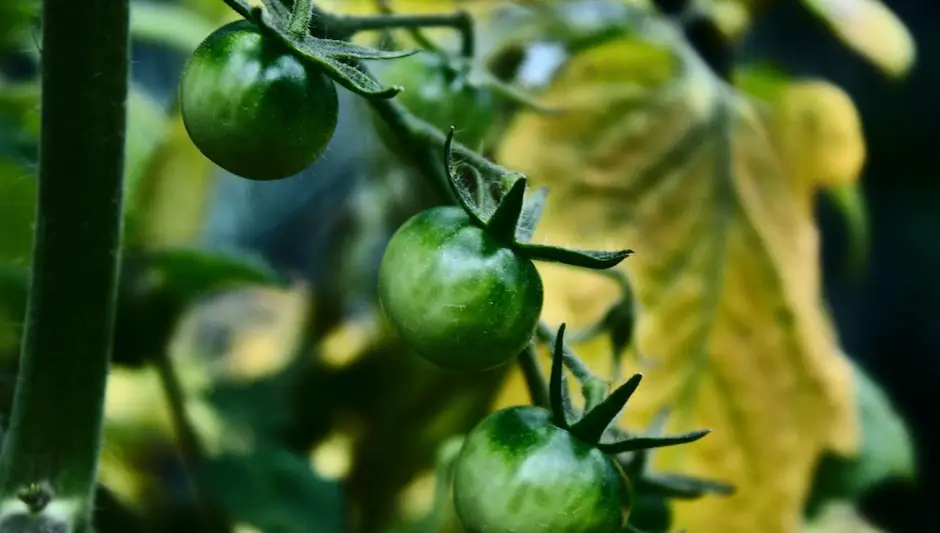 what size hanging basket for tomatoes