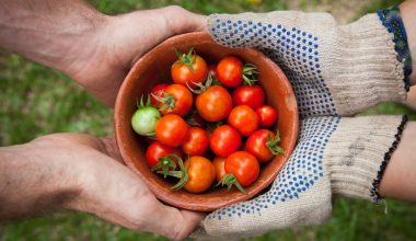 can i grow tomato plants in pots