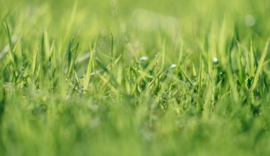 how to spread manure on lawn