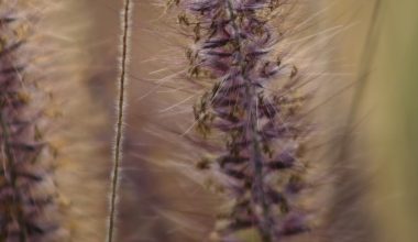 when should i plant grass seed in nj