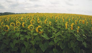 is there a perennial sunflower