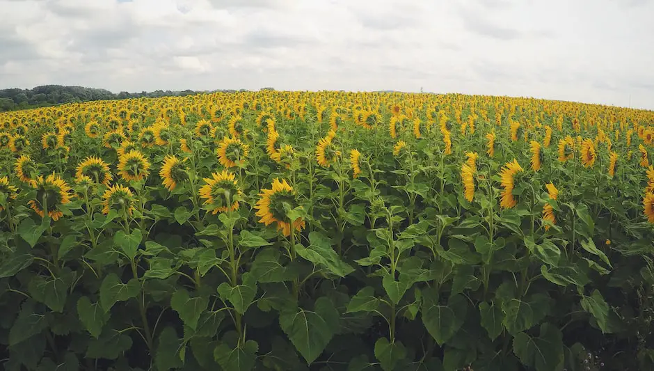 is there a perennial sunflower