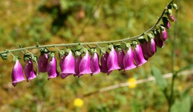 how to sow foxglove seeds