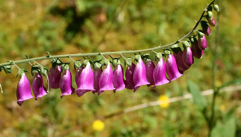 how to sow foxglove seeds