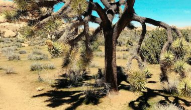 where do joshua trees grow