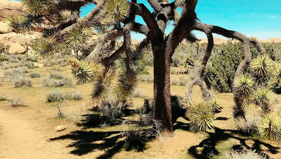 where do joshua trees grow