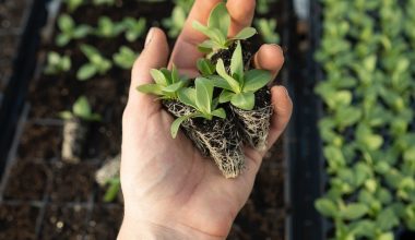 how to make a greenhouse