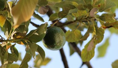 do avocado trees lose their leaves when flowering