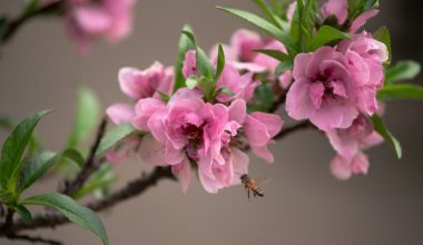 how to preserve peach seeds for planting