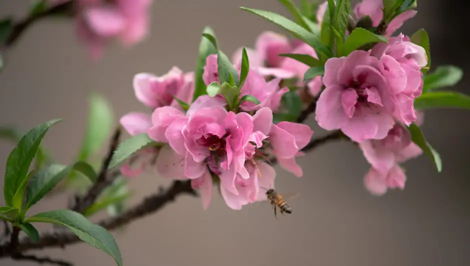 how to preserve peach seeds for planting