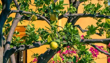 do lemon trees lose their leaves