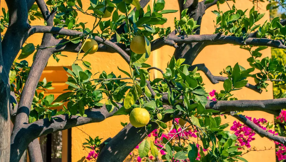 do lemon trees lose their leaves