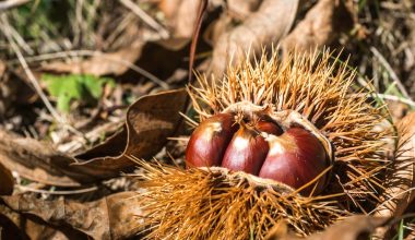 how big do chestnut trees grow