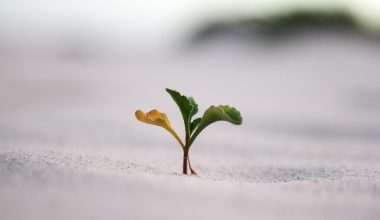 what is a seed potato plant