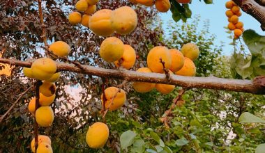 does an apricot tree need a pollinator