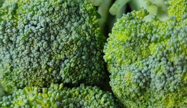 how grow broccoli in a garden